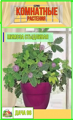 Мимоза стыдливая,6 шт. 38₽ НОВИНКА!